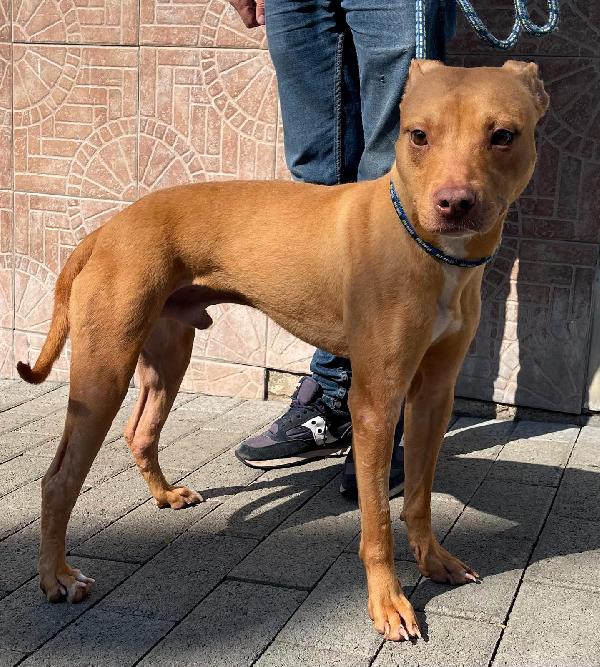 Carletto Bellissimo Pit